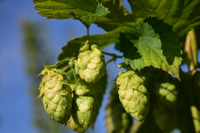 hops-1678583_640.jpg